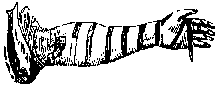 FRONTLETS ON LEFT ARM